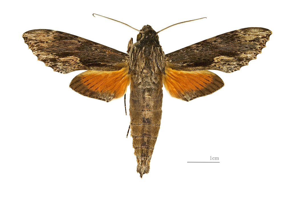 Oleander sphinx moth