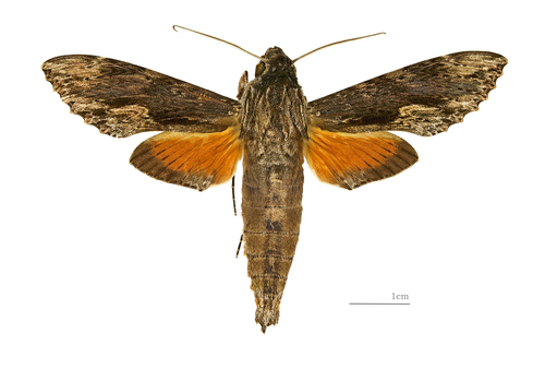 Oleander sphinx moth