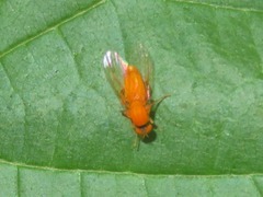 Agathomyia wankowiczii