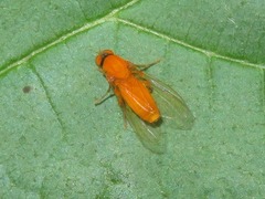 Agathomyia wankowiczii
