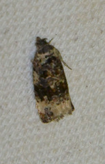 Endothenia marginana