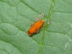 Agathomyia wankowiczii