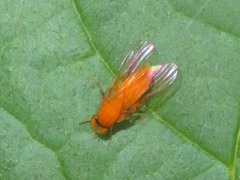 Agathomyia wankowiczii
