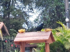 Tachyphonus coronatus