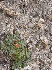 Eriogonum polypodum