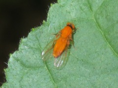 Agathomyia wankowiczii
