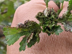 Dasineura crataegi