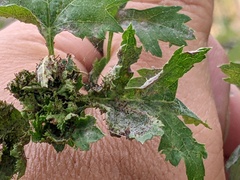 Dasineura crataegi