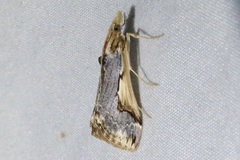 Loxostege albiceralis