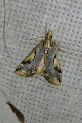 Loxostege albiceralis