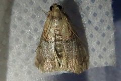Cacozelia basiochrealis