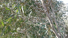 Eucalyptus diversifolia diversifolia