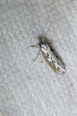Ethmia semitenebrella