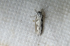 Ethmia semitenebrella