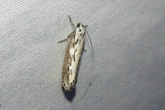 Ethmia semitenebrella