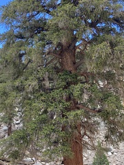 Pinus balfouriana