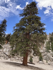 Pinus balfouriana