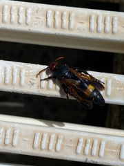 Scolia erythrocephala