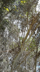 Eucalyptus diversifolia diversifolia