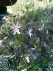 Nemesia bicornis