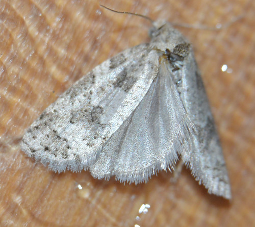 Light Grey Tortrix