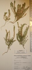Lepidium ramosissimum