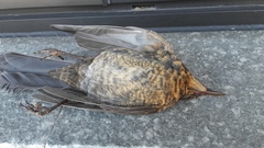 Turdus merula