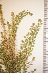 Lepidium ramosissimum