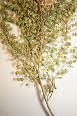 Lepidium ramosissimum