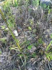 Nemesia bicornis