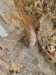 Hadrobunus maculosus