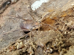 Hadrobunus maculosus