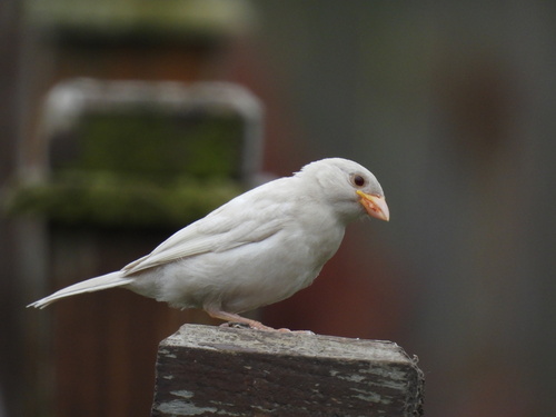 House Sparrow