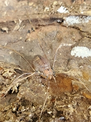 Hadrobunus maculosus