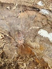 Hadrobunus maculosus