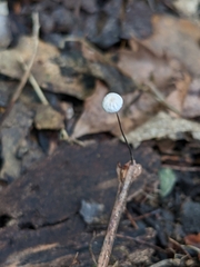 Marasmius felix