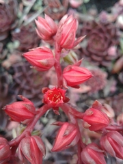 Echeveria