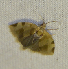 Choristoneura hebenstreitella