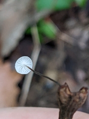 Marasmius felix