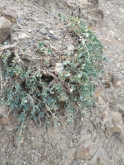 Medicago cretacea