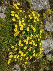 Potentilla eriocarpa