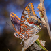 Two-tailed Pasha - Photo (c) Johnnyrandom, some rights reserved (CC BY-NC), uploaded by Johnnyrandom
