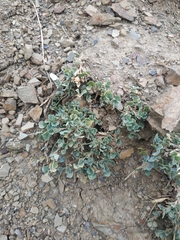 Medicago cretacea