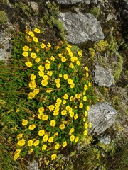 Potentilla eriocarpa