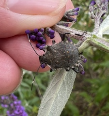Halyomorpha halys
