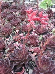 Echeveria