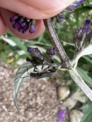 Halyomorpha halys