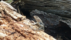Sceloporus parvus