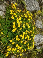 Potentilla eriocarpa