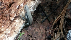 Sceloporus parvus